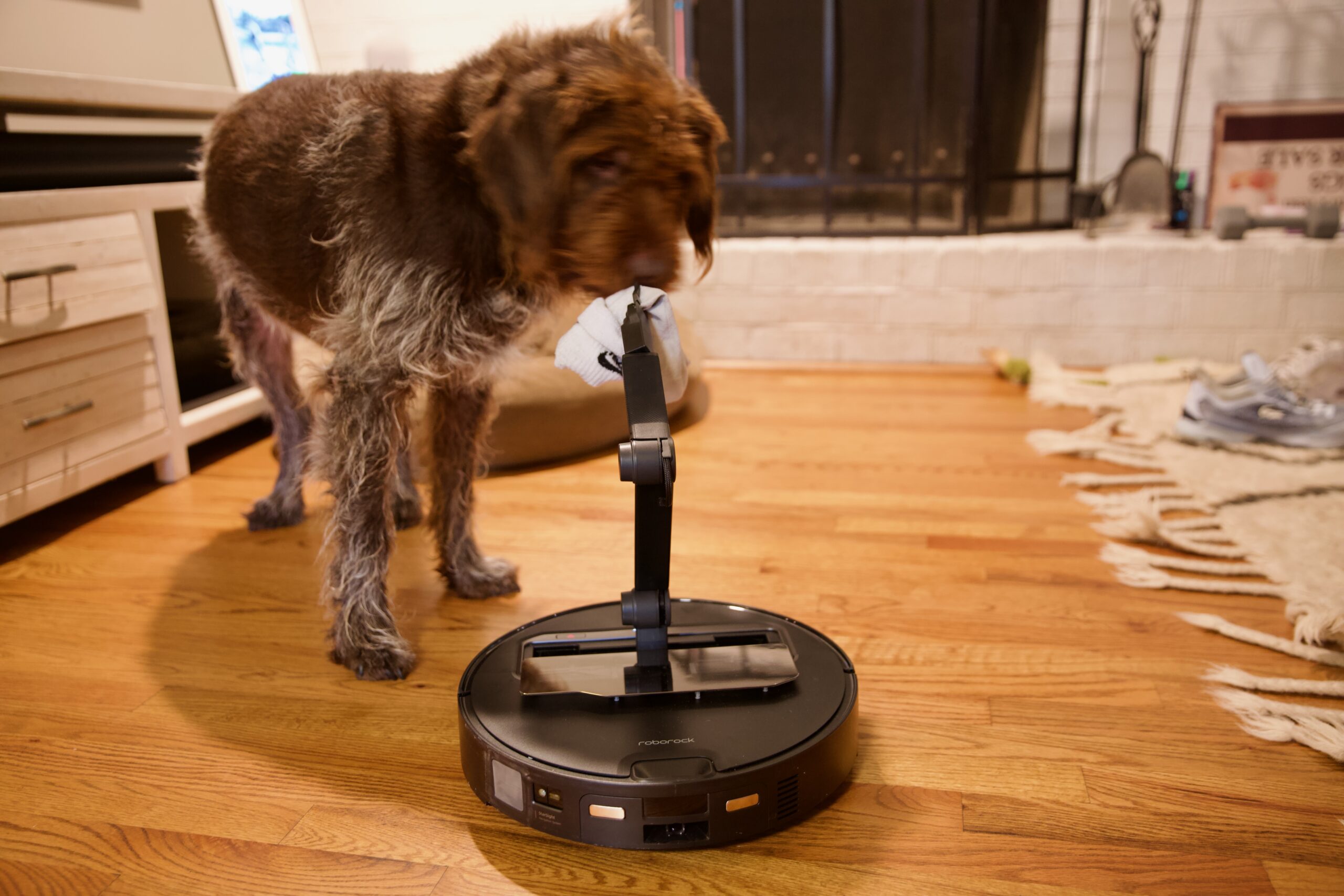 A robot vacuum with a mechanical arm extending out holding a sock with a dog investigating it.