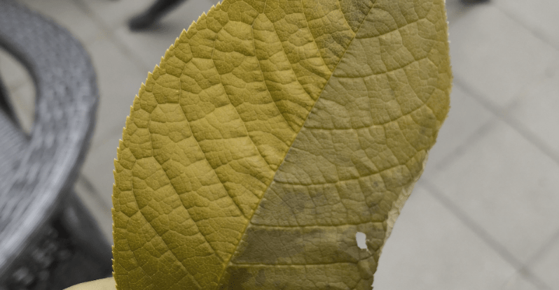 A leaf. The image has been processed to simulate red-green colorblindness, and appears uniformly green-brown.
