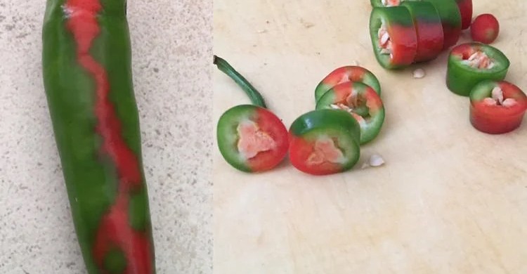 Bichromatic chili pepper in mottled red and green.