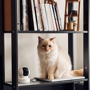 The Kasa Indoor Pan / Tilt Security Camera on a book shelf next to a cat.