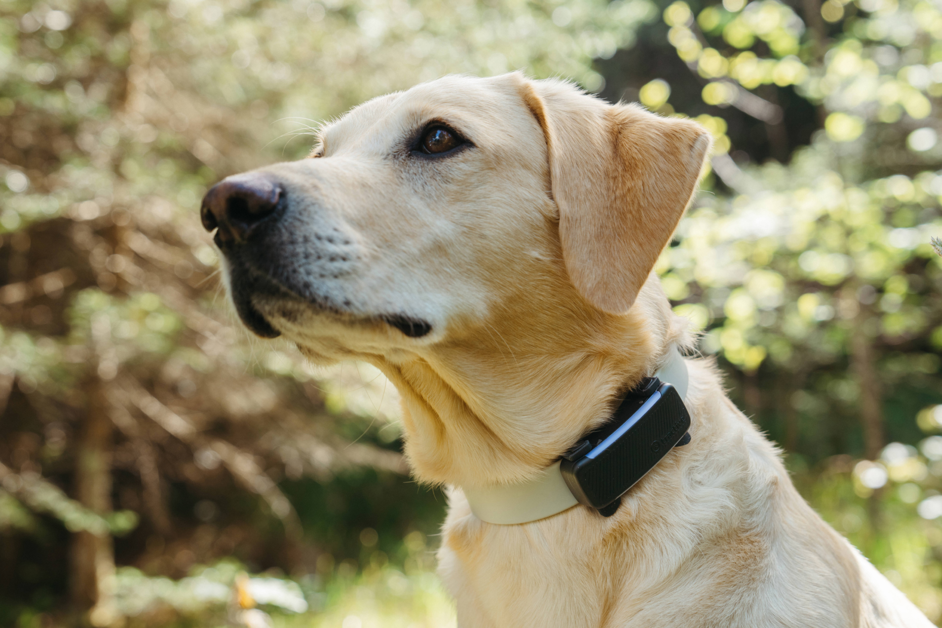 A Labrador Retriever wearing a Tractive pet tracker on its collar.