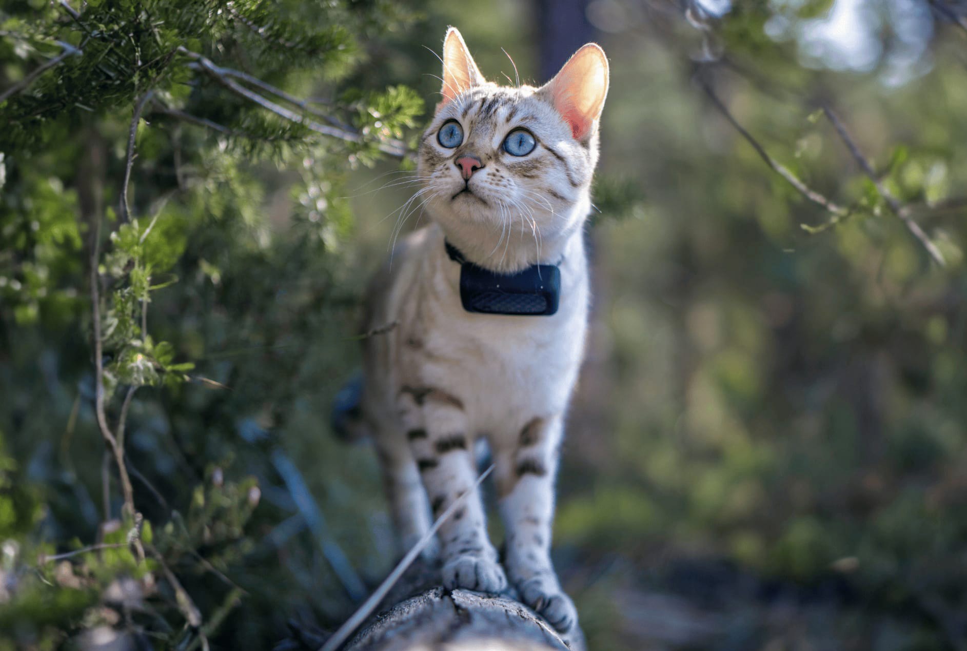 A cat standing on a tree branch wearing a Tractive pet tracker on its collar.