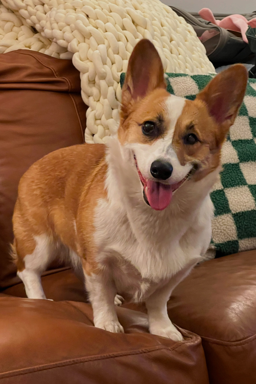 A cheerful corgi with its tongue out  and standing on brown couch.