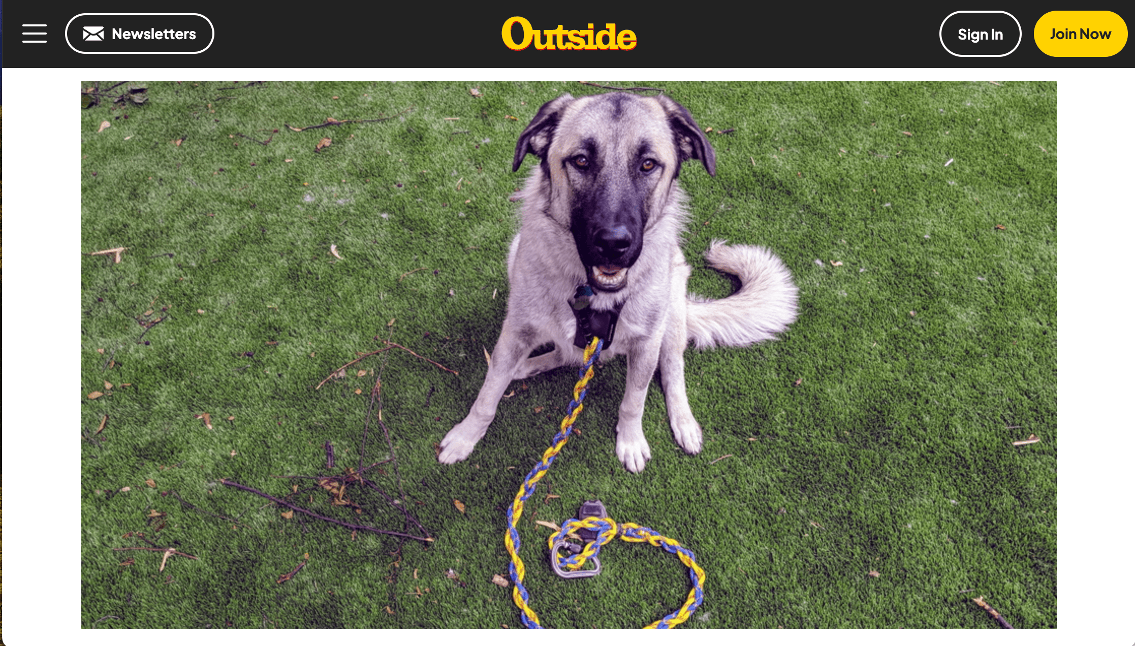 A dog on a lawn with a purple and yellow braided leash.