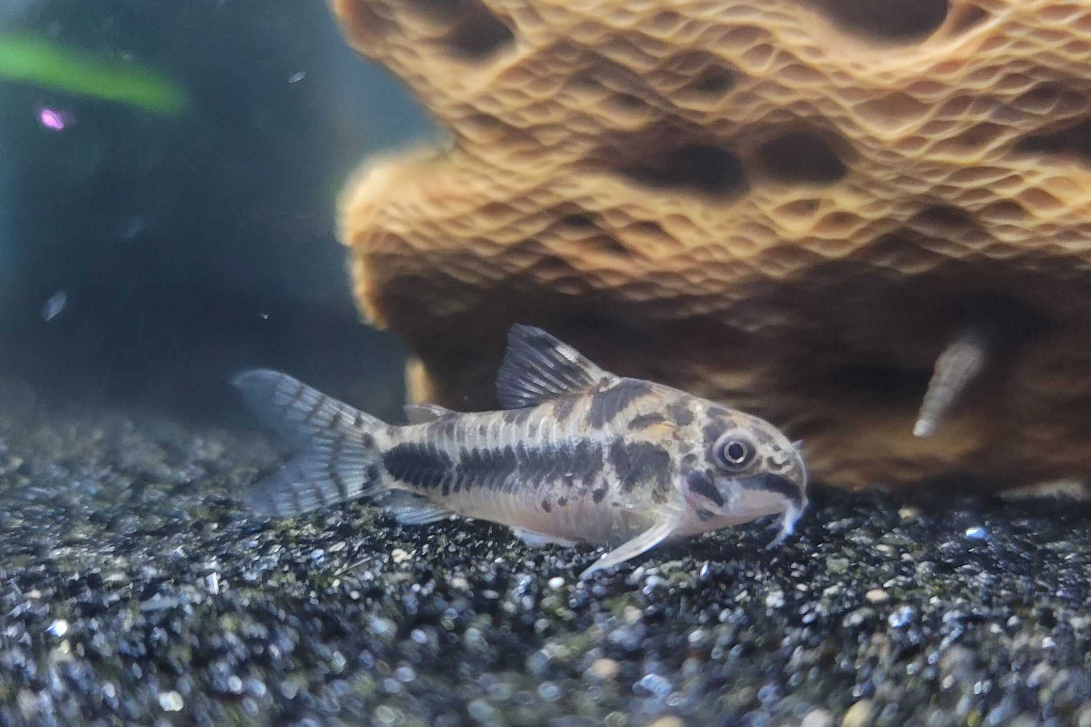 A close-up of a black and white fish in a fishtank.