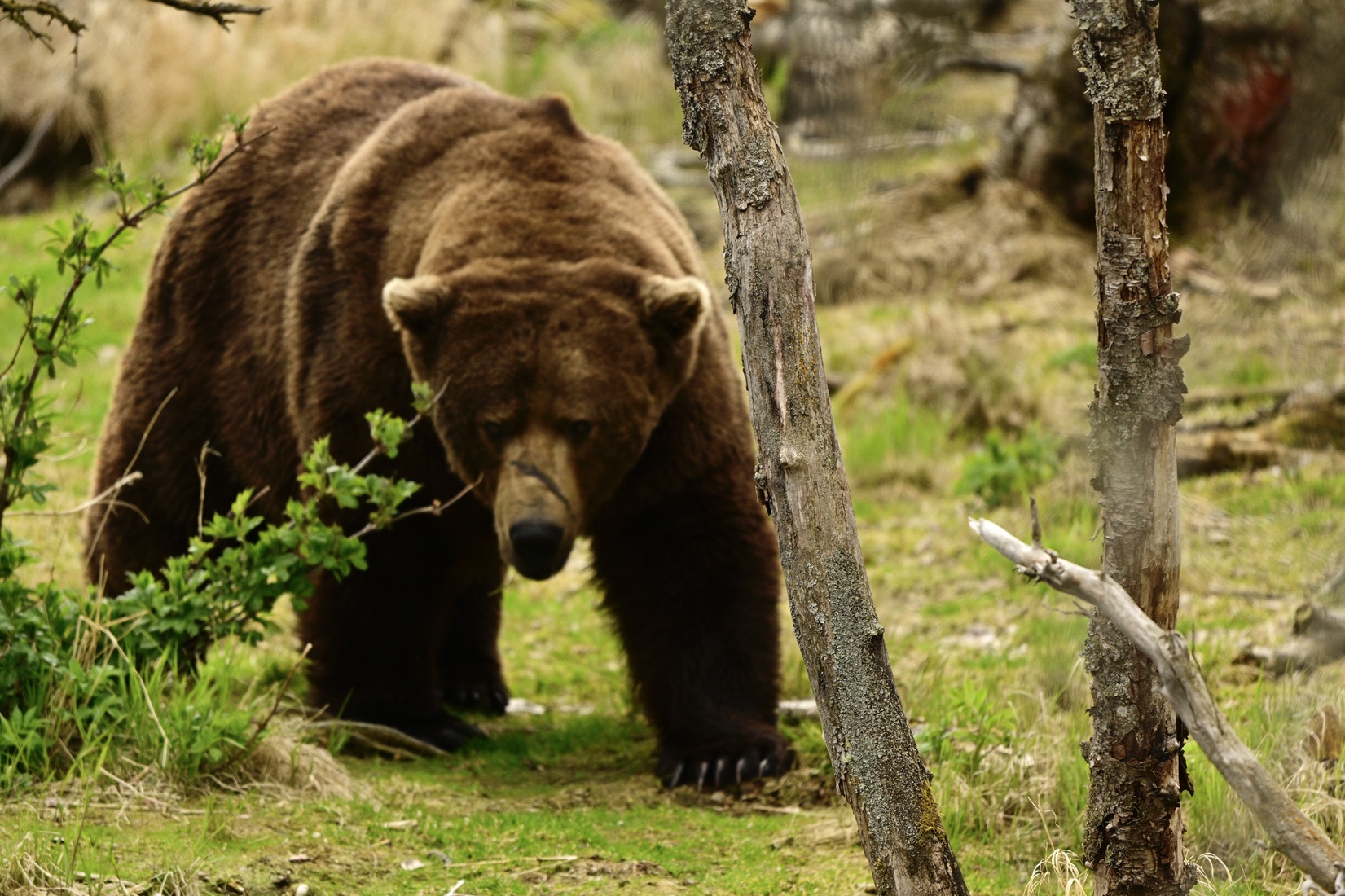 A brown bear with a scar on its face.