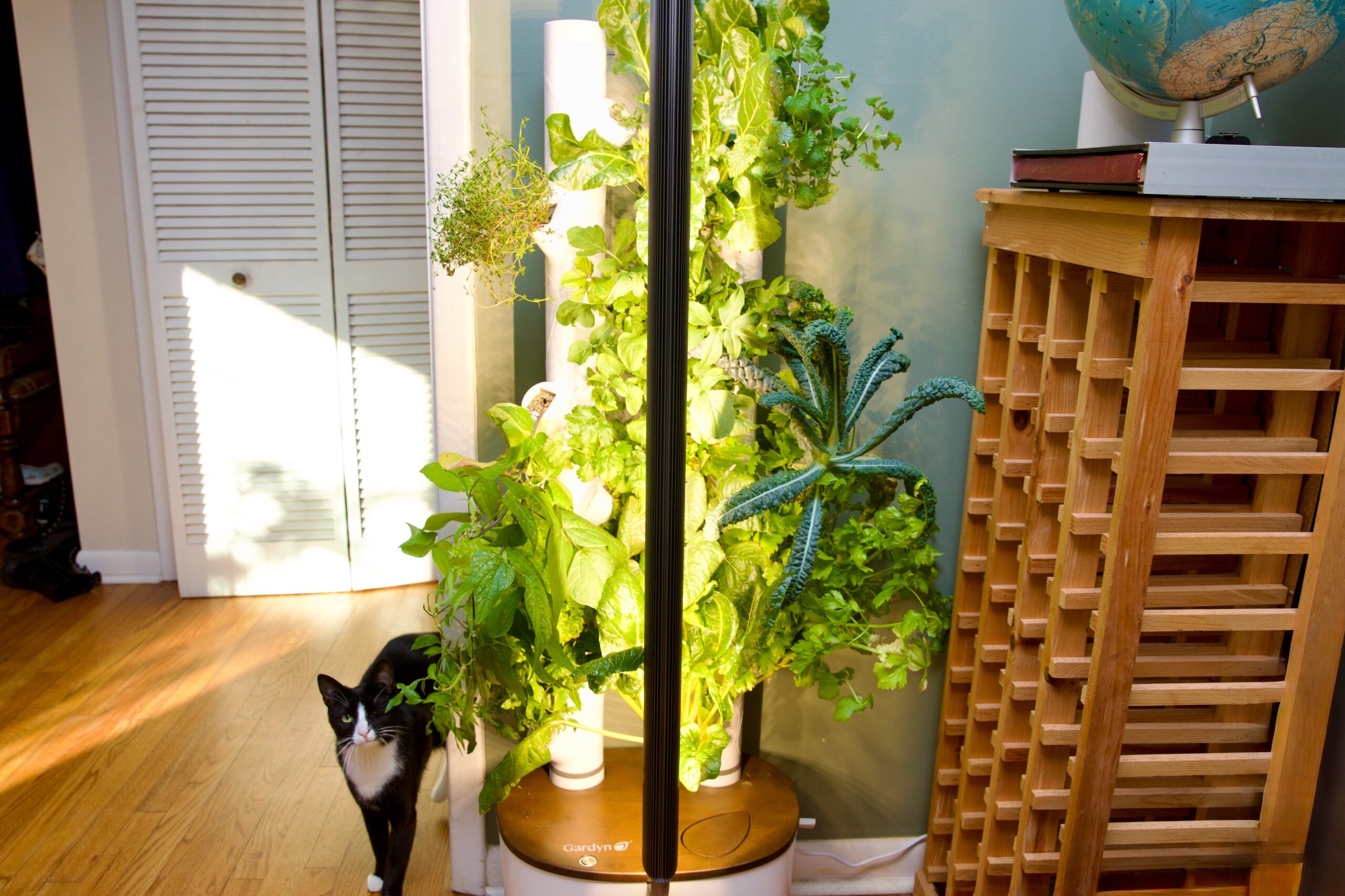An indoor garden device consisting of two white vertical columns with plant pods coming out in several spots, in a corner of a sunny living room next to a wine rack.