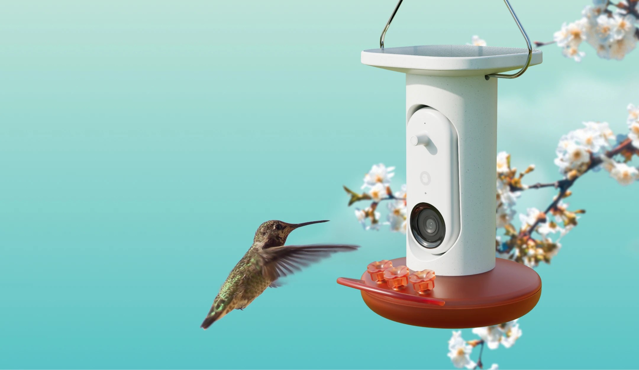 A hummingbird approaching Birdbuddy’s Smart Hummingbird Feeder Pro Solar 