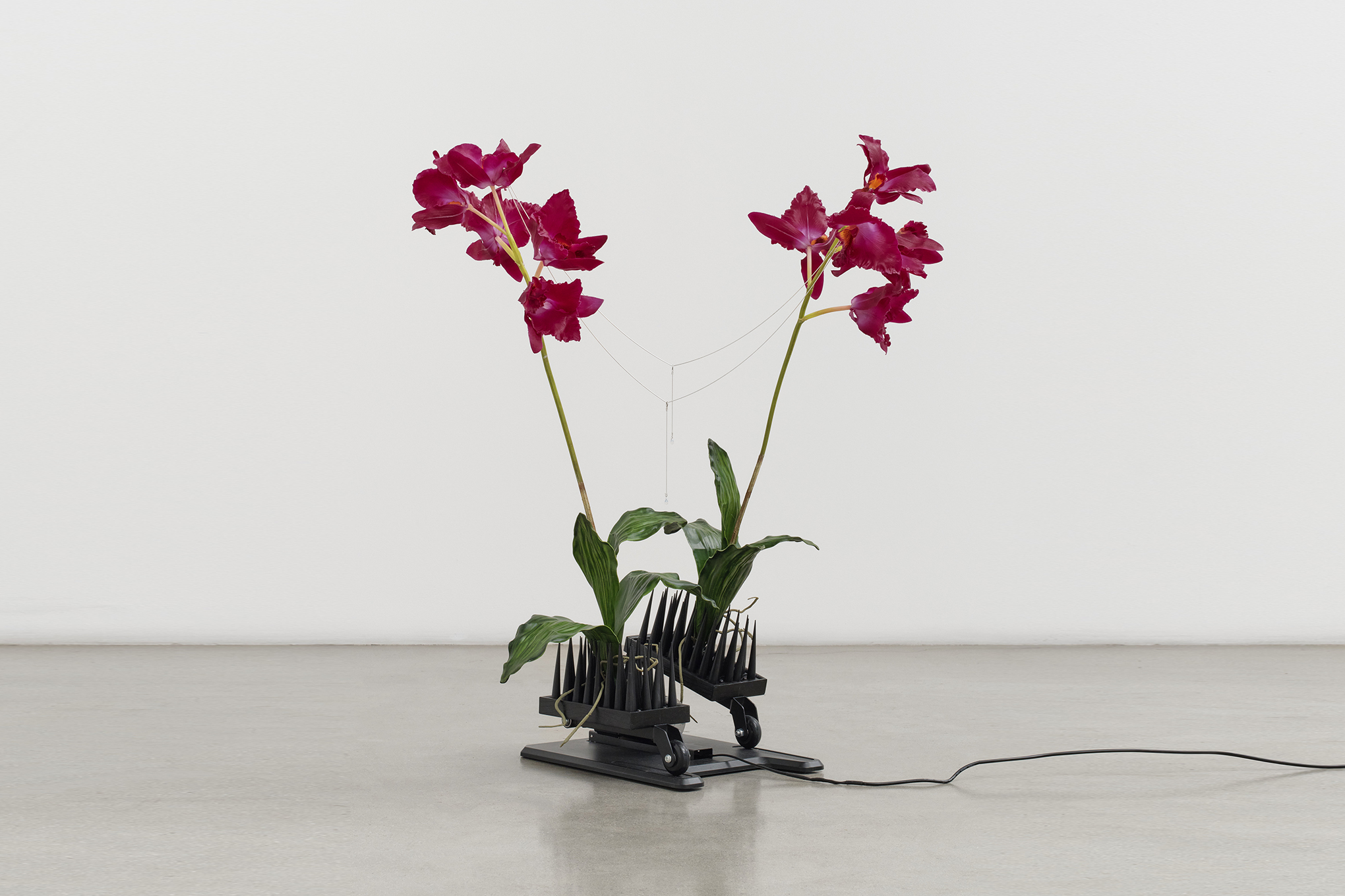 Artificial orchids affixed to a stripped-down under desk elliptical in a gallery.