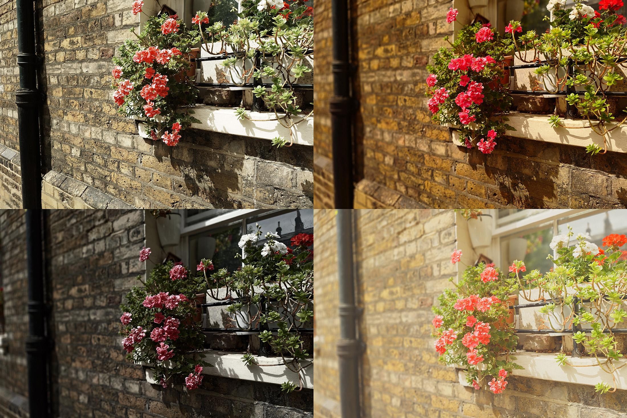 A collage of four photos of flowers, all with very different image processing from the Sony AI Camera Assistant