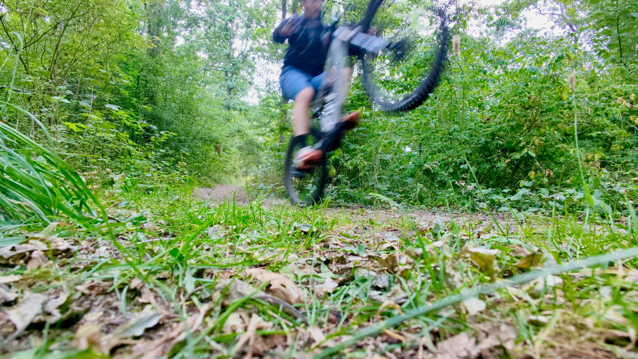 A mountain bike does a wheelie on a single track in the forest.