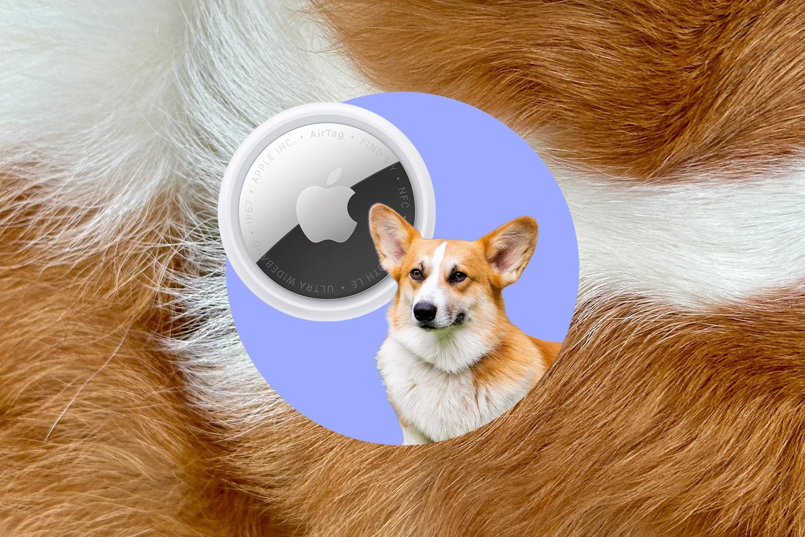 Corgi and and Apple Airtag on a background of Corgi fur.