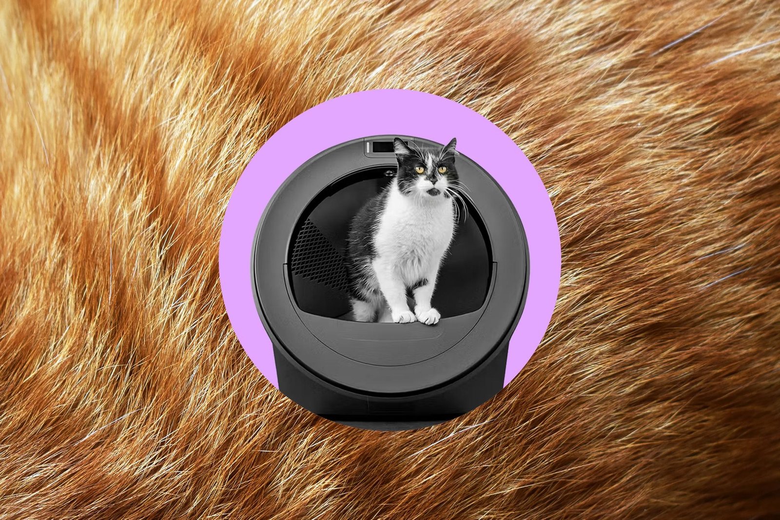Cat standing inside of Whisker’s AI powered litter robot.