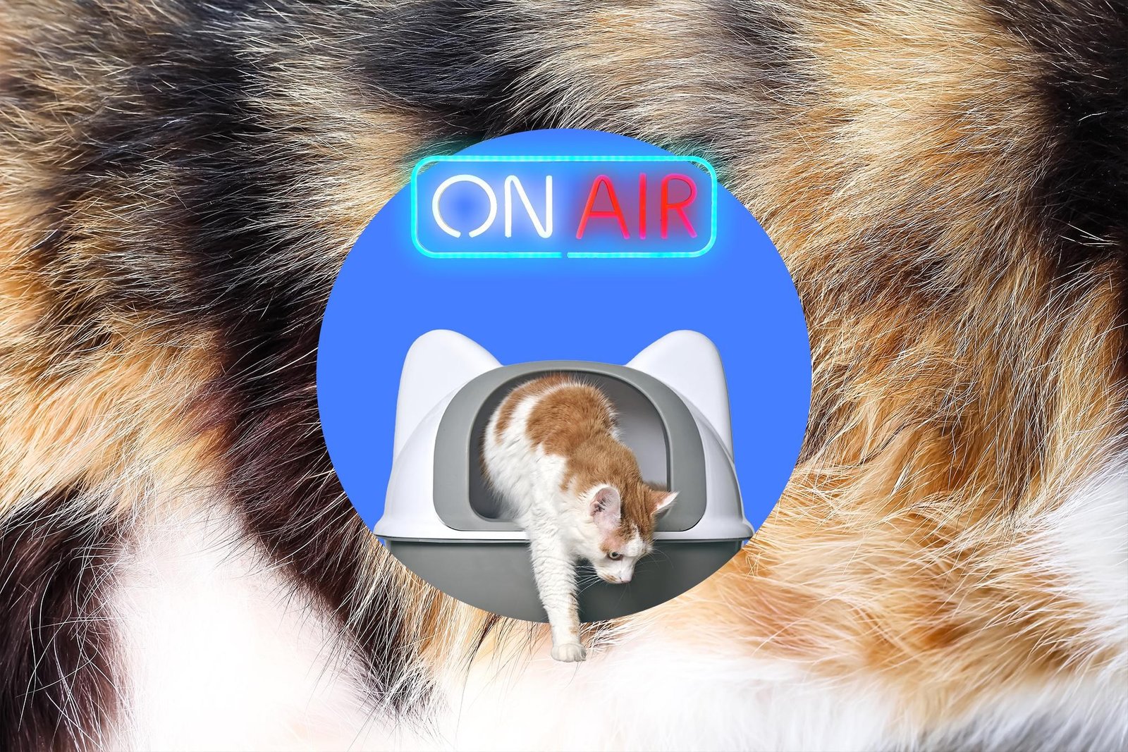 Cat exiting a litterbox beneath a neon ON AIR sign.