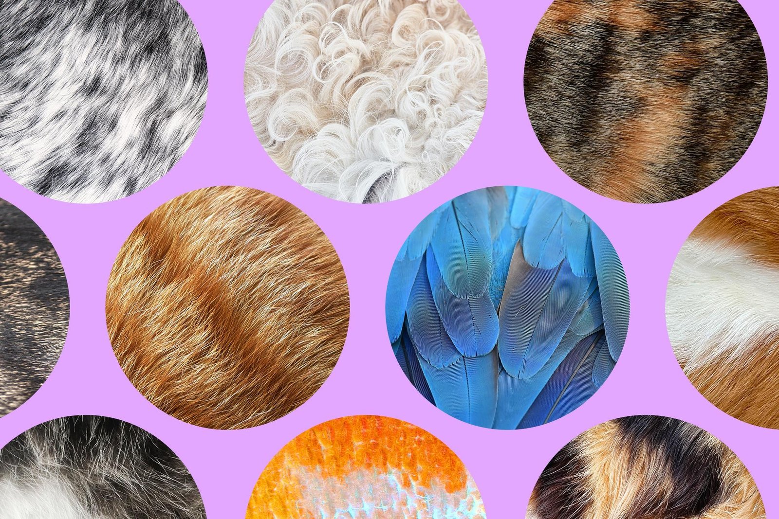 Circles containing different textures and colors of animal fur, feathers, and scales.