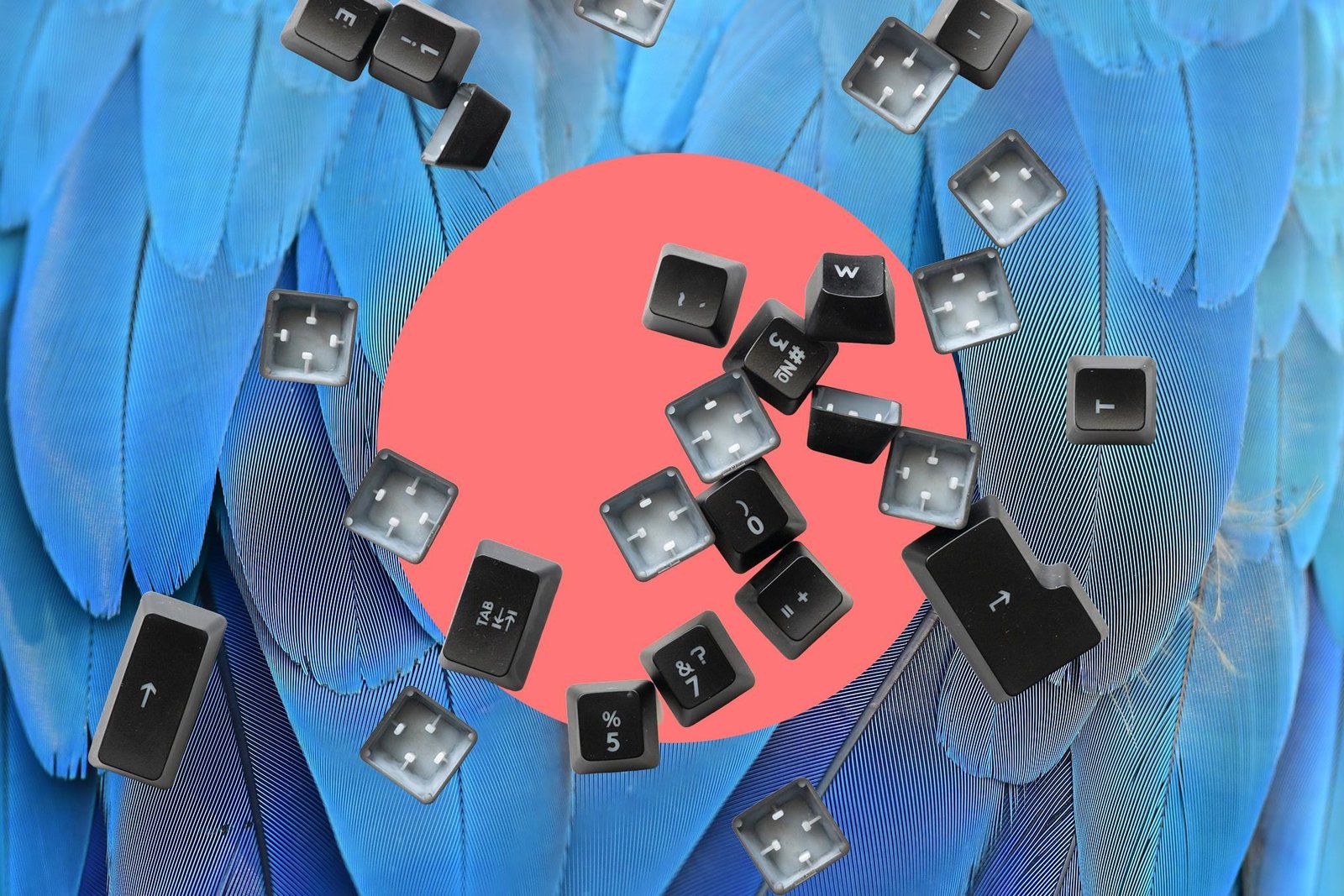 Keyboard keycaps on a background of blue parrot feathers.