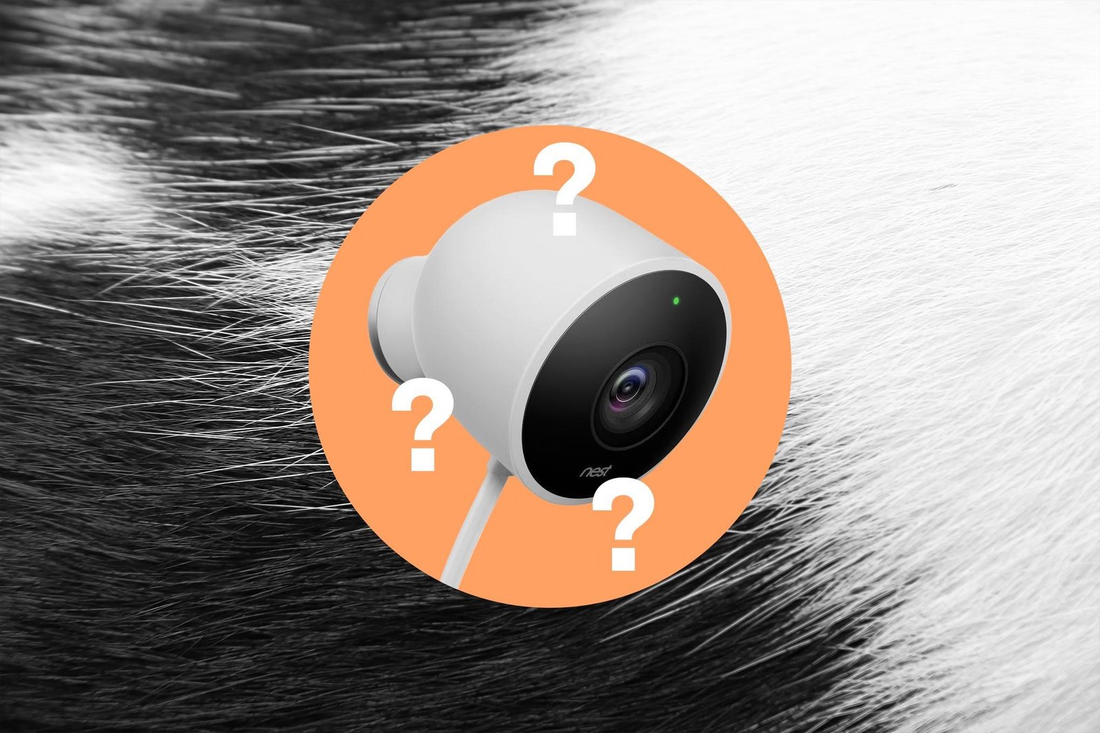 Google Nest camera on a background of black and white cat fur.