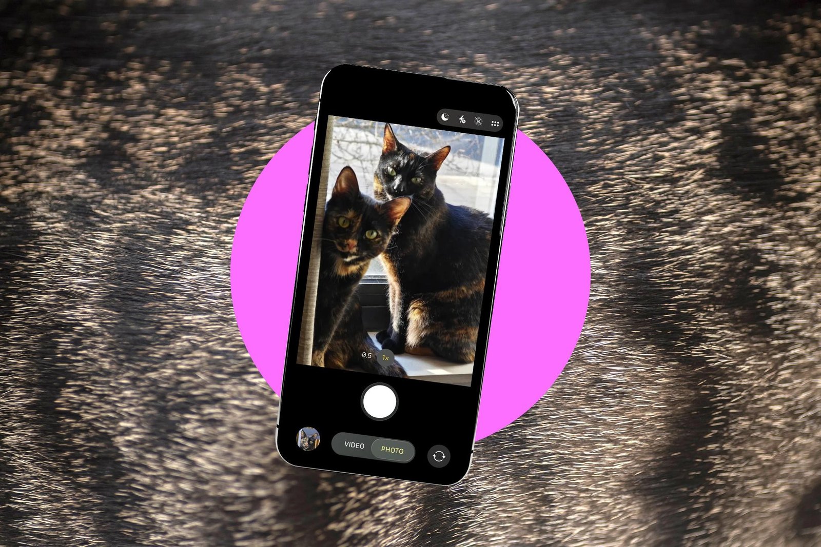 Photo of two tortoiseshell cats on an iPhone screen on a background of tabby cat fur.