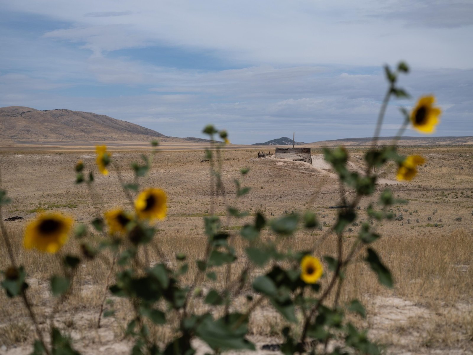 Yellow flowers out of focus in the foreground of a landscape view of the prairie in Utah.