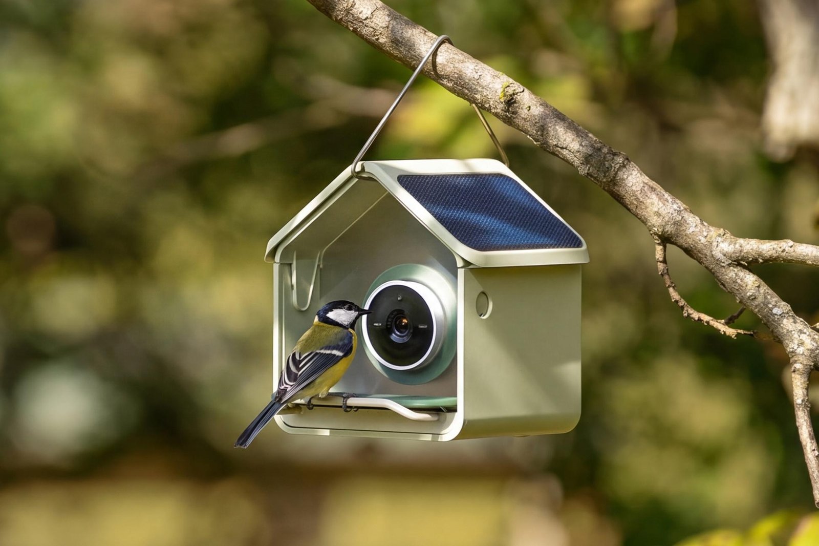 A bird perched on the Birdbuddy Nook smart bird feeder hanging from a tree branch.
