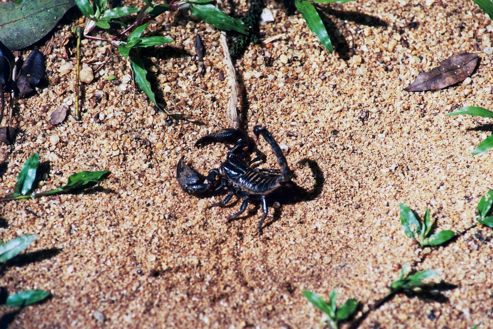 A scorpion